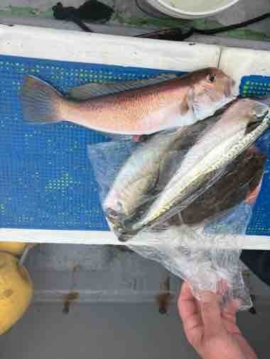 アマダイ(アカアマダイ)・ムシガレイ・サバ(ゴマサバ)