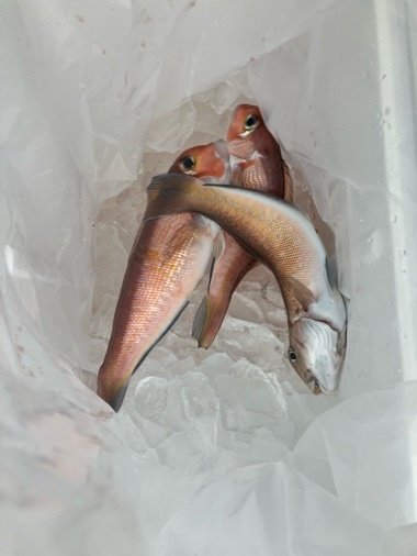 アマダイ(アカアマダイ)