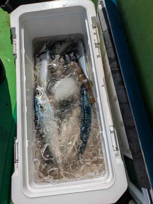 アジ(マアジ)・サバ(マサバ)