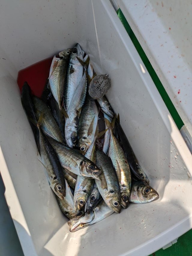 アジ(マアジ)・サバ(マサバ)