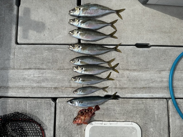 アジ(マアジ)・マサバ・ガシラ(カサゴ)