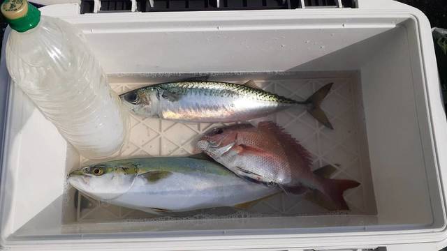 マダイ・イナダ(ブリ)