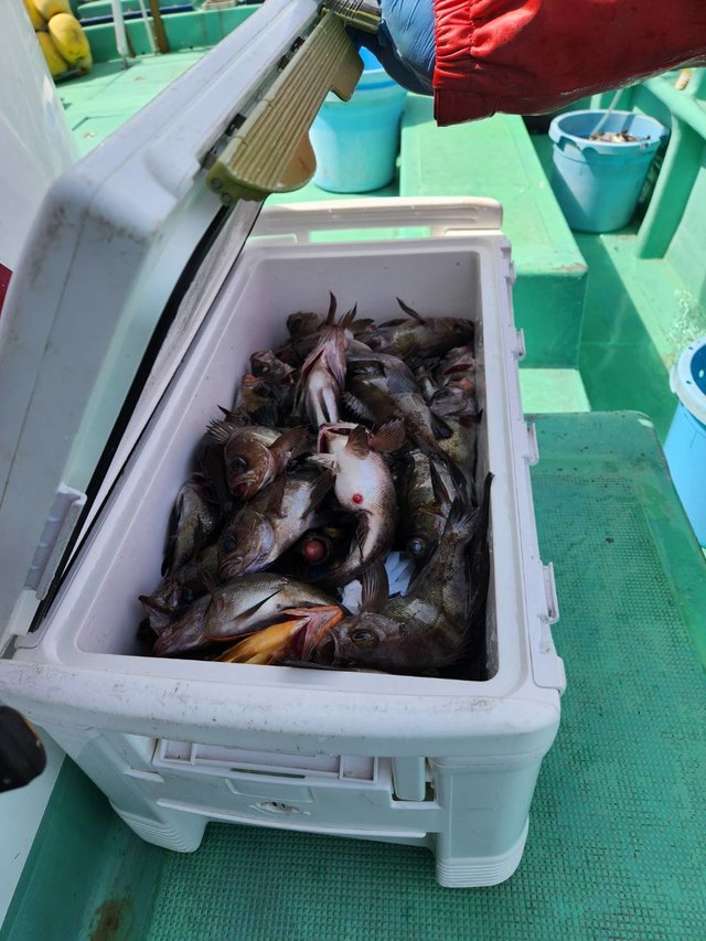 クロメバル(メバル)