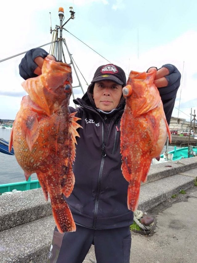 カンコ(ウッカリカサゴ)