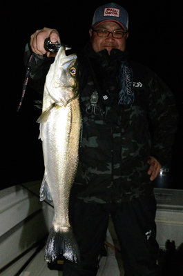 シーバス(スズキ)