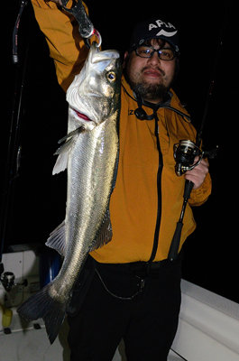 シーバス(スズキ)