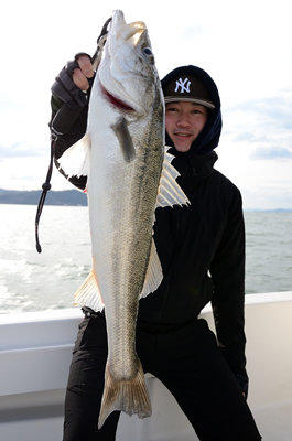 シーバス(スズキ)