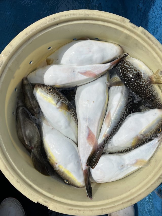 ショウサイフグ