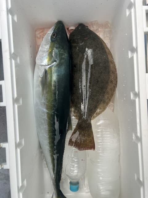 ハマチ(ブリ)・ヒラメ