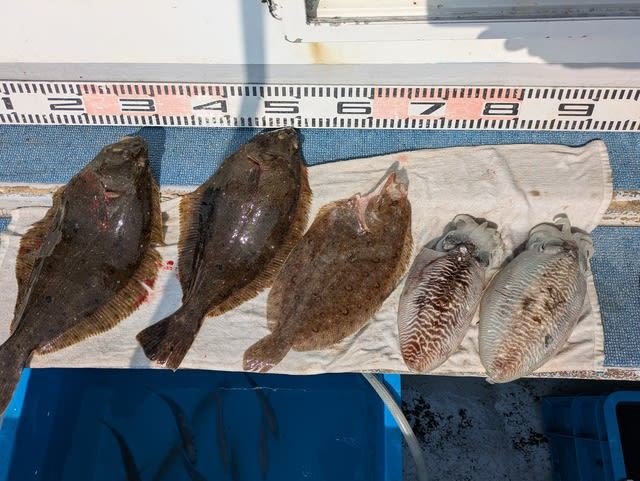 ヒラメ・ガンゾウビラメ・コウイカ