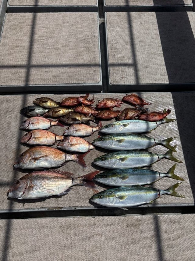 マダイ・ハマチ(ブリ)・カサゴ・メバル