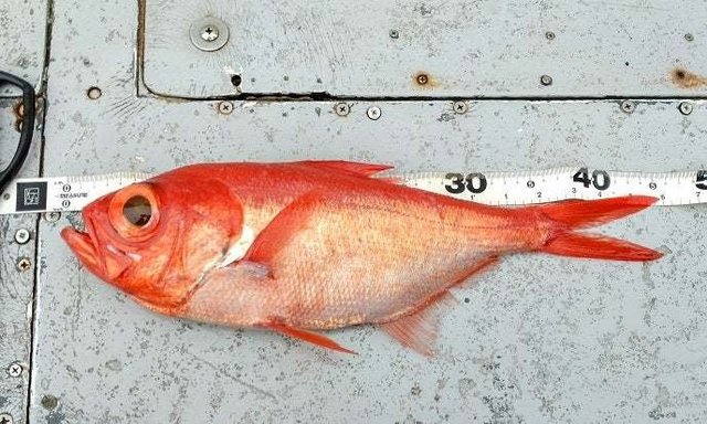 キンメ(キンメダイ)