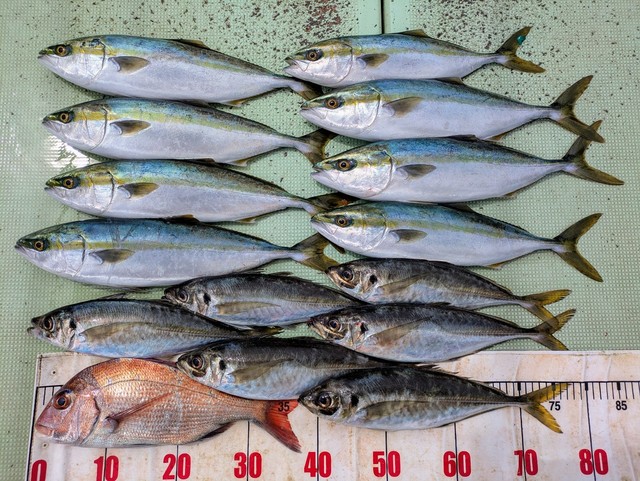 タイ(マダイ)・アジ(マアジ)・ハマチ(ブリ)