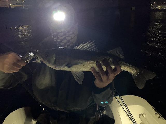 シーバス(スズキ)