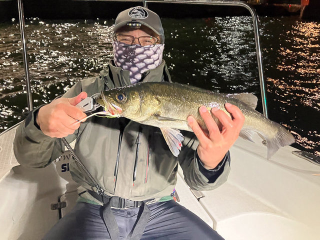 シーバス(スズキ)