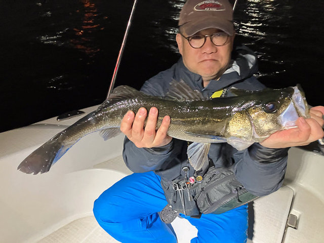 シーバス(スズキ)