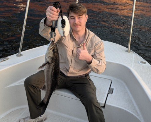 シーバス(スズキ)