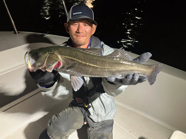 シーバス(スズキ)