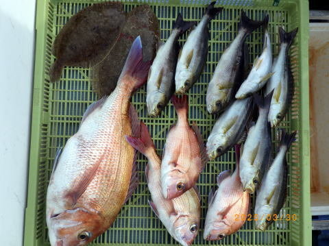 マダイ・イサキ