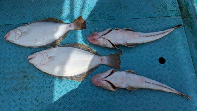 コチ(マゴチ)・ヒラメ