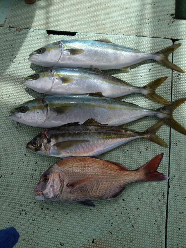 タイ(マダイ)・アジ(マアジ)・ハマチ(ブリ)