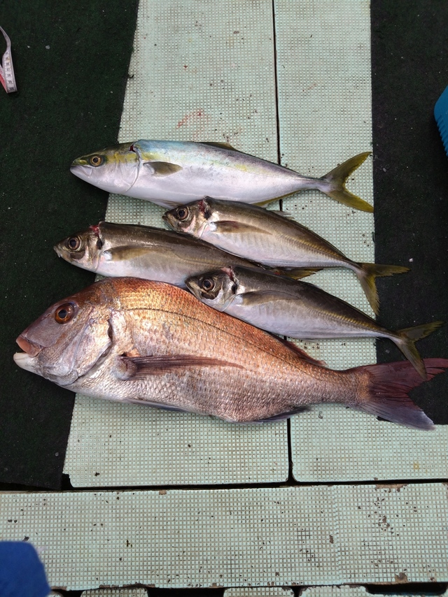 タイ(マダイ)・アジ(マアジ)・ハマチ(ブリ)