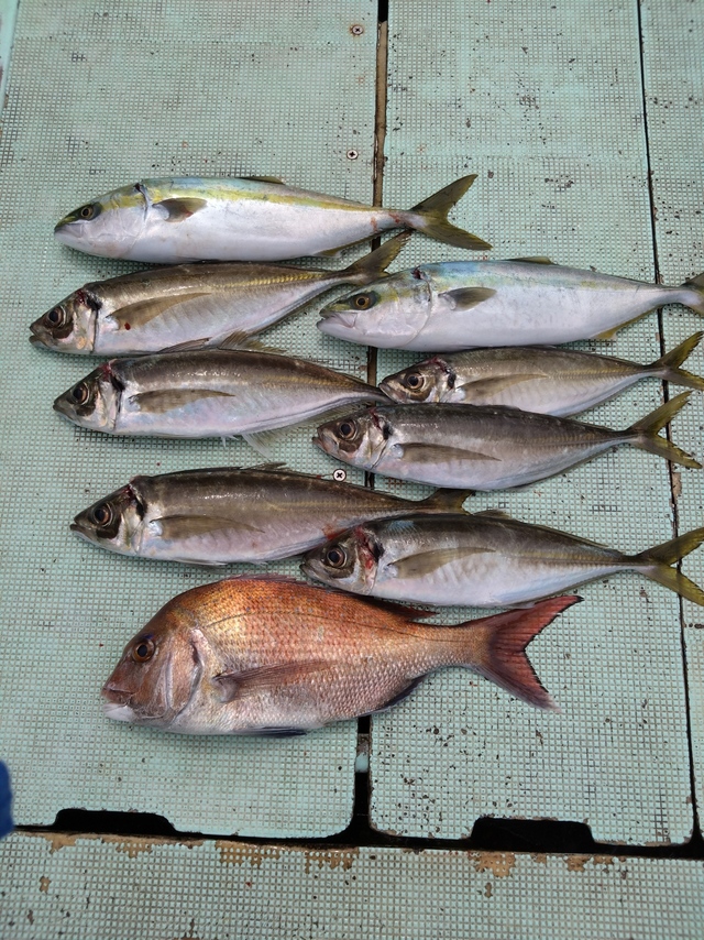 タイ(マダイ)・アジ(マアジ)・ハマチ(ブリ)