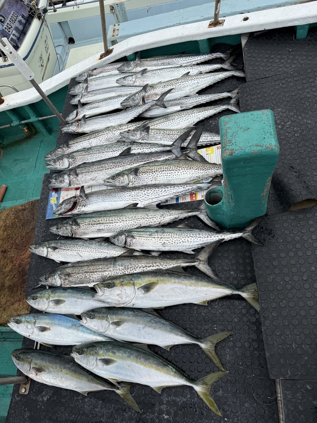 ブリ・ハマチ(ブリ)・サワラ