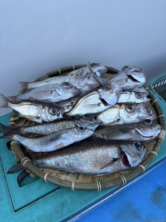 クロムツ・シロムツ(オオメハタ)