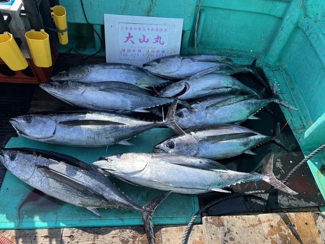 ビンチョウマグロ(ビンナガ)