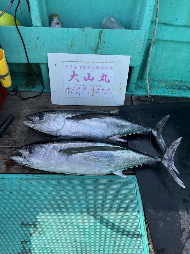 ビンチョウマグロ(ビンナガ)