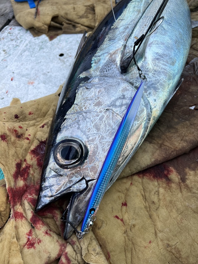 ビンチョウマグロ(ビンナガ)