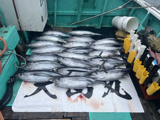 ビンチョウマグロ(ビンナガ)