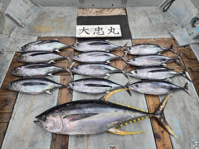 トンボ(ビンナガ)・キハダ