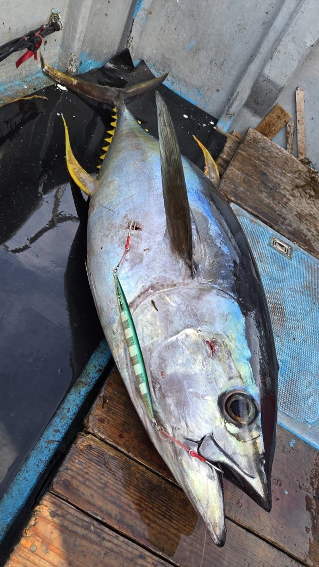 トンボ(ビンナガ)