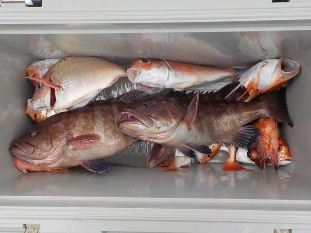 アマダイ(アカアマダイ)・ハタ(マハタ)