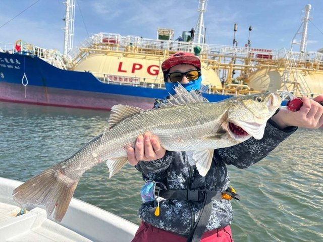 シーバス(スズキ)