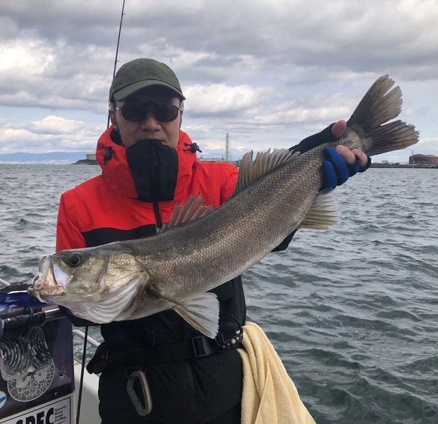 シーバス(スズキ)