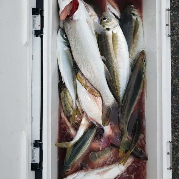 アジ(マアジ)・ニベ