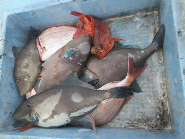 ガシラ(カサゴ)・ウマヅラハギ