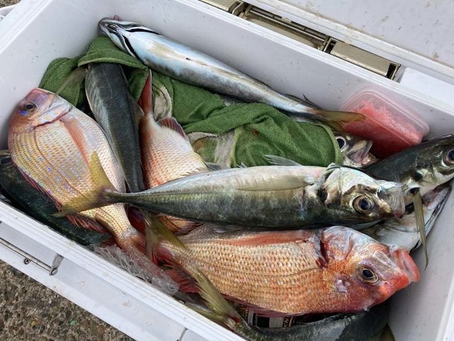 マダイ・ハナダイ(チダイ)・アジ(マアジ)