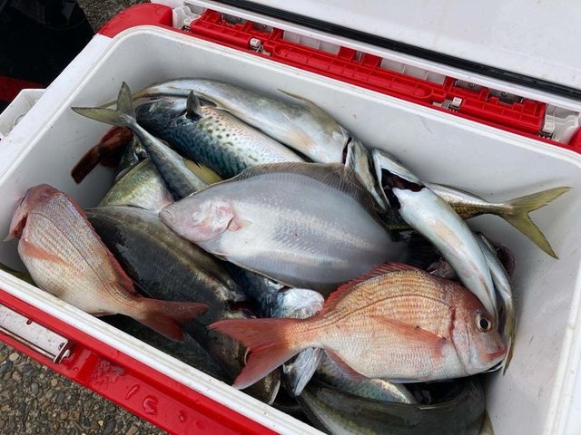 マダイ・ハナダイ(チダイ)・アジ(マアジ)