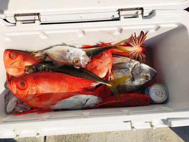 クロダイ・キントキ(チカメキントキ)・シロムツ(オオメハタ)