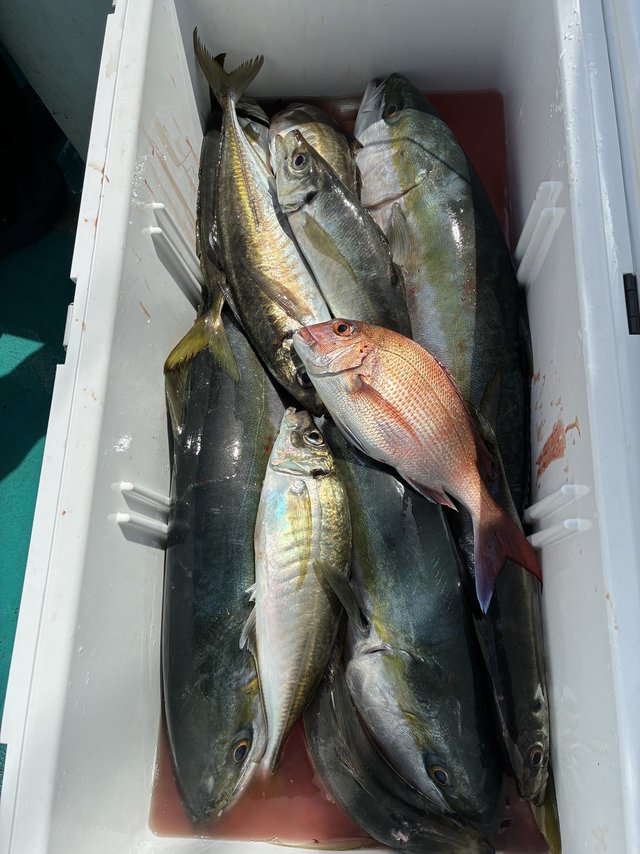 マダイ・マアジ・ブリ