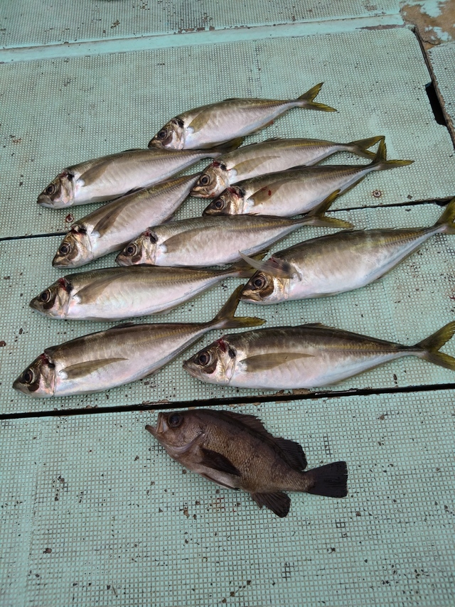 アジ(マアジ)・メバル