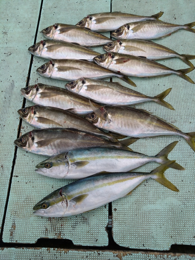 アジ(マアジ)・ハマチ(ブリ)