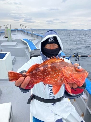 カンコ(ウッカリカサゴ)