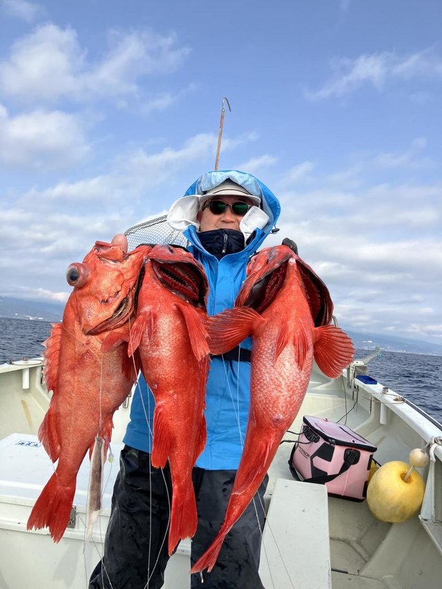 ベニアコウ(オオサガ)