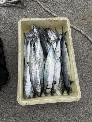 サゴシ(サワラ)