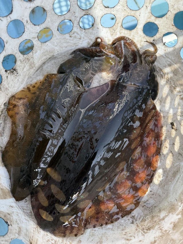 モンゴウ(カミナリイカ)